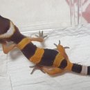 해즐링