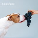 포도메디칼