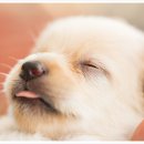 초이스외과동물병원 이미지