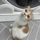 냥이는꿀꿀 이미지