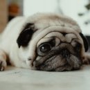 검암동물병원 이미지