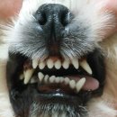 동물병원 Dr.정 이미지