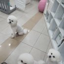 포동펫살롱 이미지