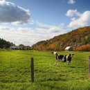 신우목장 이미지