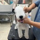 잇츠그루밍타임 서초점 이미지