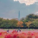 핑크뮬리 이미지