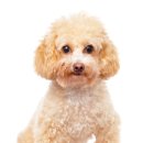 세계로 동물병원 이미지