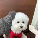 하이뭉치 유치원 이미지