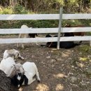 강원한우체험농장 이미지