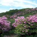 토요산악회(수도권) - 5월 정기산행 - 소백산/철쭉축제(5/31/토) - 6시간 이미지