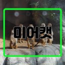미어캣 이미지