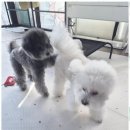 애견멀티샵 이미지