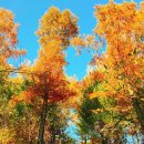 마초불고기 이미지