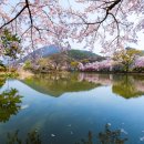 영산 연지못 이미지