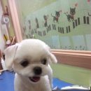 개네마을 네이버블로그