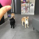 용산동물의료센터 이미지