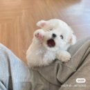 꼬마 강아지 네이버블로그