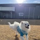 호야별 애견유치원 이미지