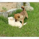 똥강아지 이미지