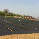 방초농장 이미지