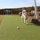 코코애견클럽 이미지