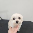 애견미용실 이미지