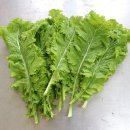 겨자씨 1농장 이미지