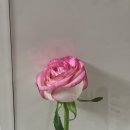 사랑으로세탁 이미지