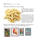 세계 최대의 캐슈넛 나무 우표 이미지