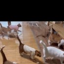 별별강아지 이미지