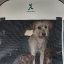 개냥아치 이미지