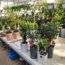 상춘꽃농원 이미지