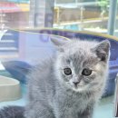 하이멍냥 강아지분양 고양이분양 서울본점 이미지