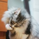 제이그루밍 이미지