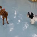 카페독스 이미지