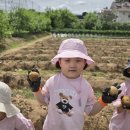 🥔감자밭에 즐겁게 다녀왔어요🥔 이미지