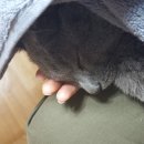묘한냥 네이버블로그