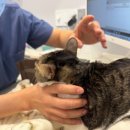 온새코키아치과병원 | [공지] 온새동물의료센터에 처음 방문하시는 분들께 ( 치료사례 총정리 )