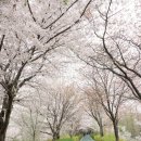 4월10일( 국회의원 선거일 ) 양재천 벚꽃 트레킹 이미지