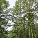 금원산자연휴양림(거창) 이미지