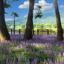 송림공원 이미지