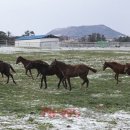 라온목장 이미지