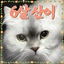 고양이미용실 나른하냥 이미지