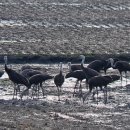 두루미네 이미지