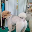 궁댕이 애견미용실 이미지