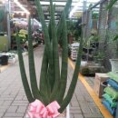 호산나화원 이미지