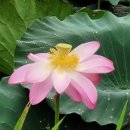두레부동산 김철수공인중개사사무소 | 아파트공장 경매컨설팅 경기 남양주시 와부읍 도곡리