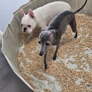 차차네 유치원 이미지