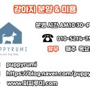 퍼피루미 이미지