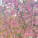 경기광주 화담숲 수선화축제, 근교 당일치기여행 후기